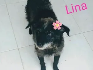 Cachorro raça SRD idade 3 anos nome Lina