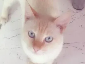 Gato raça vira lata idade 7 a 11 meses nome Boris
