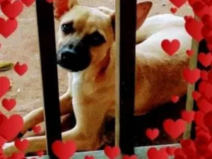 Cachorro raça Srd misturado com chiauau idade 2 a 6 meses nome Uber