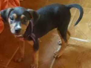 Cachorro raça Meio rotwhiller meio vira lata idade 2 a 6 meses nome Flora