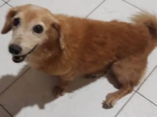 Cachorro ra a  idade 6 ou mais anos nome Leona