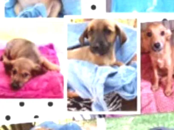 Cachorro ra a SRD idade  nome FILHOTES