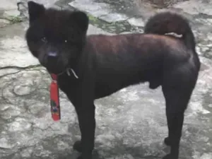Cachorro raça Chow Chow idade 1 ano nome Chow
