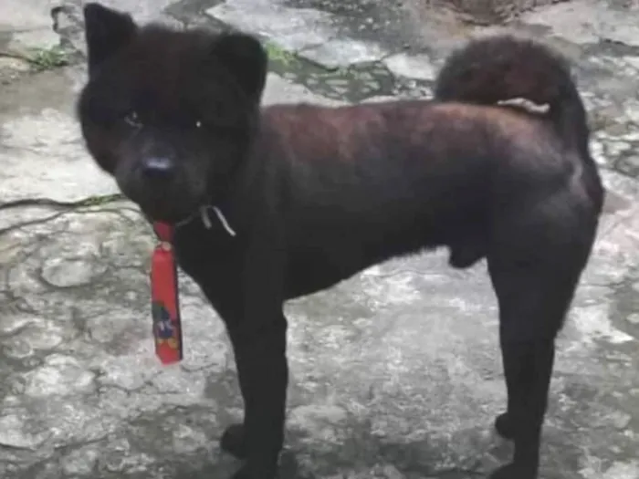 Cachorro ra a Chow Chow idade 1 ano nome Chow
