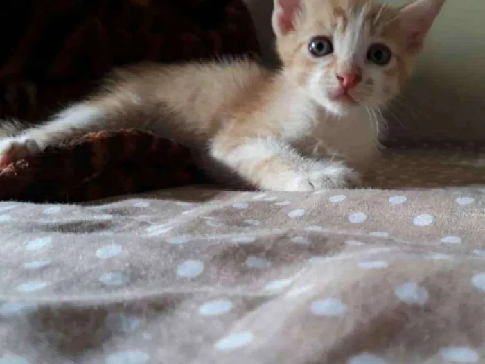 Gato ra a SR idade Abaixo de 2 meses nome Cheryl 