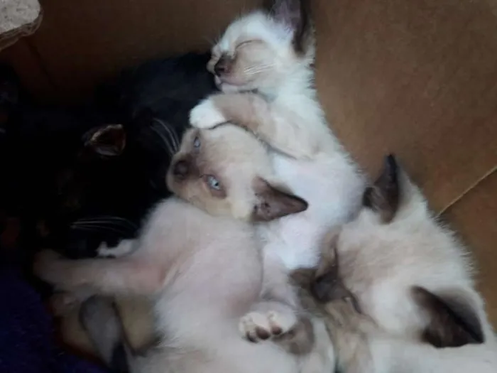 Gato ra a  idade  nome FILHOTES