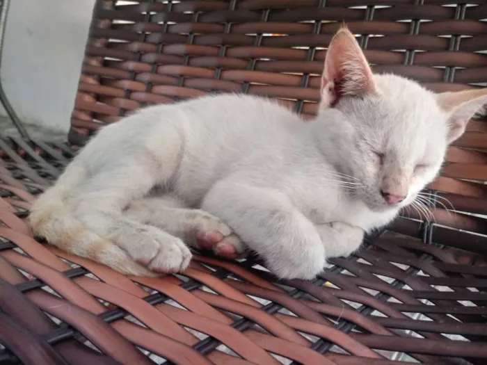 Gato raça Viralata idade 2 a 6 meses nome Não tem nome