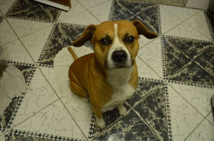 Cachorro ra a SRD idade 6 ou mais anos nome Johnny