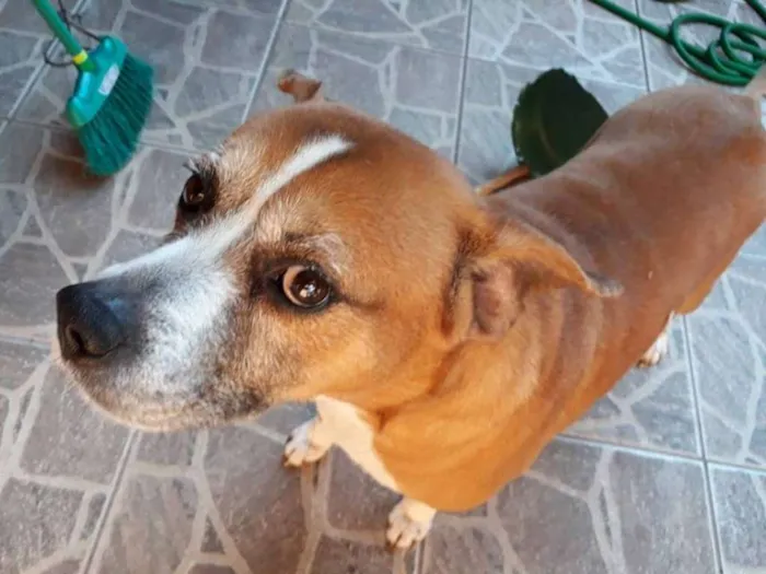 Cachorro ra a SRD idade 6 ou mais anos nome Johnny