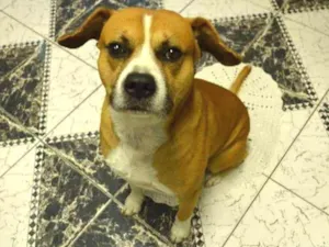Cachorro raça SRD idade 6 ou mais anos nome Johnny