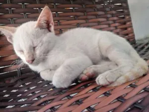 Gato raça Viralata idade 2 a 6 meses nome Não tem nome