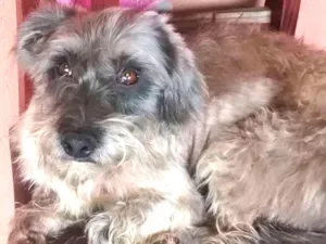 Cachorro raça Vira lata idade  nome Chamo de pepe