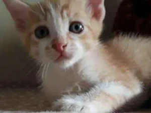 Gato raça SR idade Abaixo de 2 meses nome Cheryl 