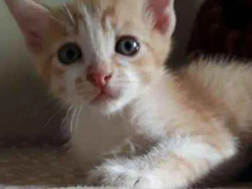 Gato ra a SR idade Abaixo de 2 meses nome Cheryl 