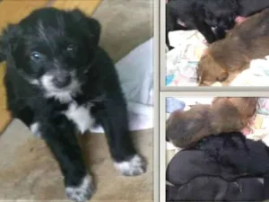 Cachorro raça SRD idade Abaixo de 2 meses nome fêmeas