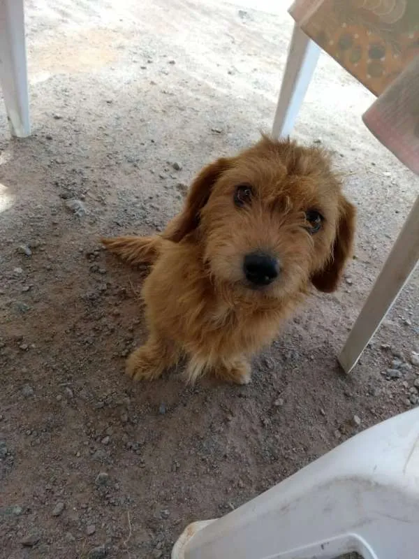 Cachorro ra a Dachshund idade 2 anos nome Lana
