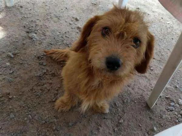 Cachorro ra a Dachshund idade 2 anos nome Lana