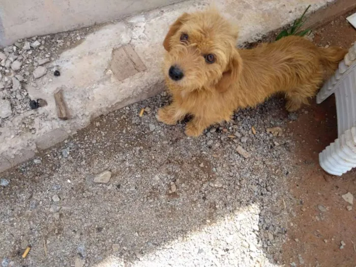 Cachorro ra a Dachshund idade 2 anos nome Lana