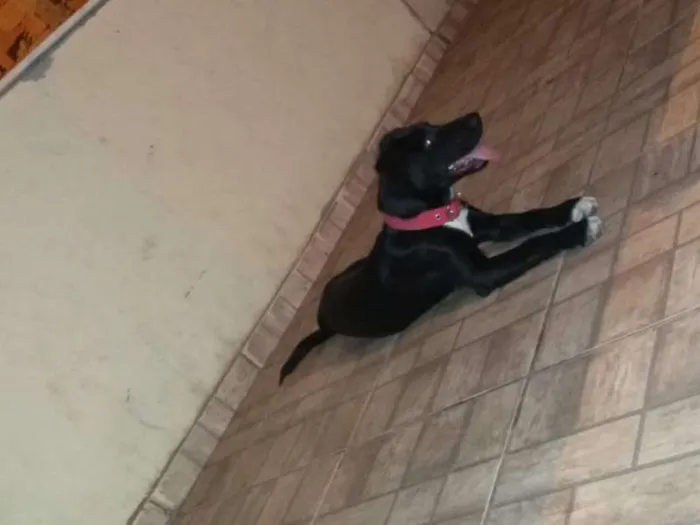 Cachorro raça Labrador idade 7 a 11 meses nome Pérola