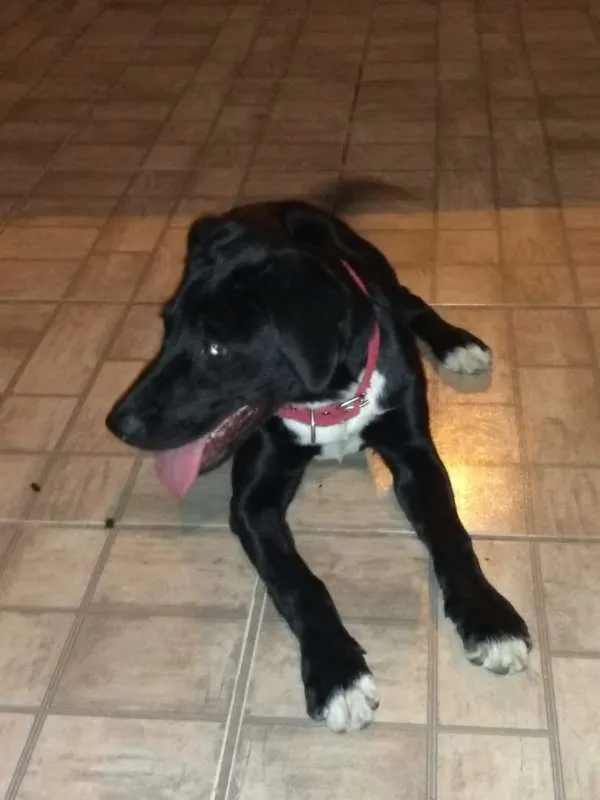 Cachorro raça Labrador idade 7 a 11 meses nome Pérola