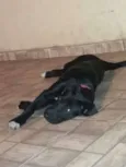 Pérola