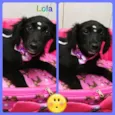 LOLA