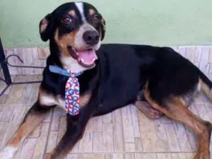 Cachorro raça SRD idade 1 ano nome Bob