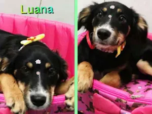 Cachorro raça SRD idade 2 a 6 meses nome LUANA