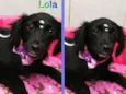 Cachorro raça SRD idade 2 a 6 meses nome LOLA