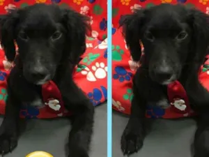 Cachorro raça srd idade 2 a 6 meses nome LORD