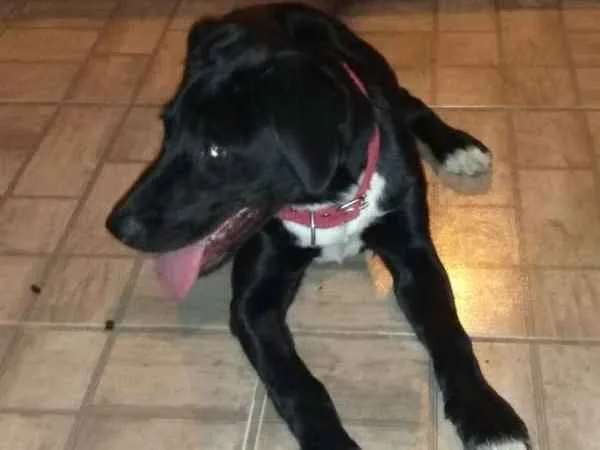 Cachorro raça Labrador idade 7 a 11 meses nome Pérola
