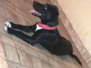Cachorro raça Labrador idade 7 a 11 meses nome Pérola