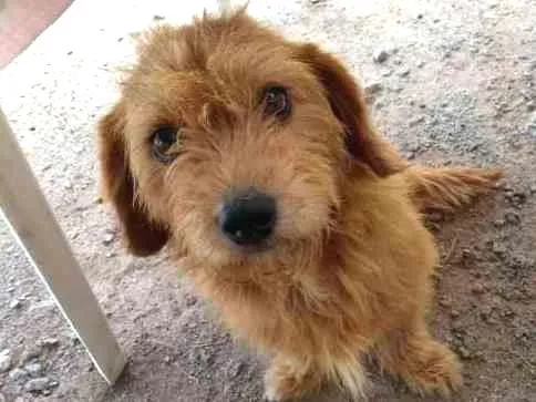 Cachorro ra a Dachshund idade 2 anos nome Lana