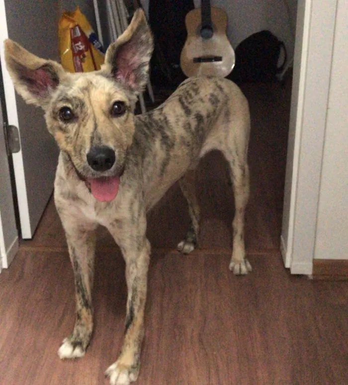 Cachorro ra a SRD idade 1 ano nome Chazy