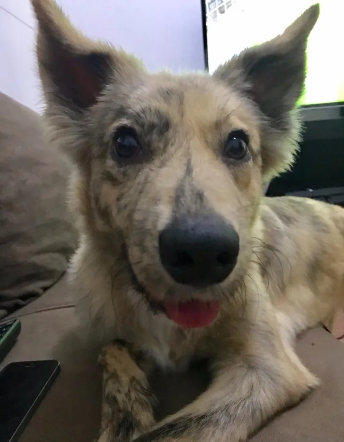 Cachorro ra a SRD idade 1 ano nome Chazy