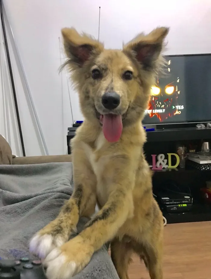 Cachorro ra a SRD idade 1 ano nome Chazy
