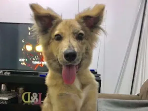Cachorro raça SRD idade 1 ano nome Chazy