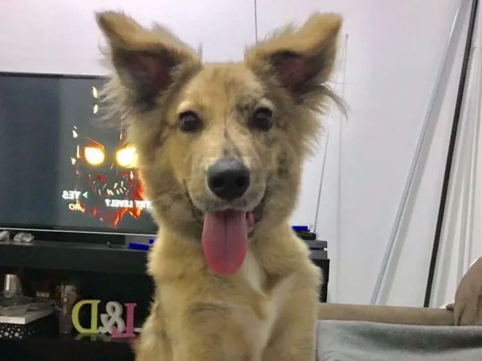 Cachorro ra a SRD idade 1 ano nome Chazy