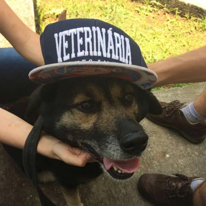 Cachorro ra a SRD idade 4 anos nome Mia