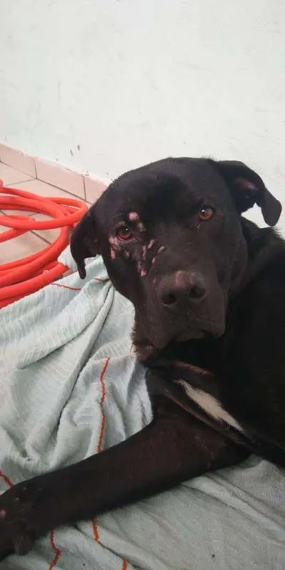 Cachorro ra a SRD idade 1 ano nome Negão