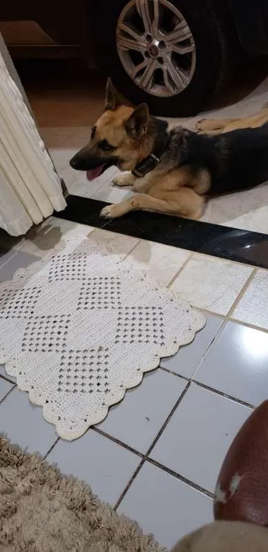 Cachorro ra a Pastor Alemão idade 2 anos nome SANSÃO