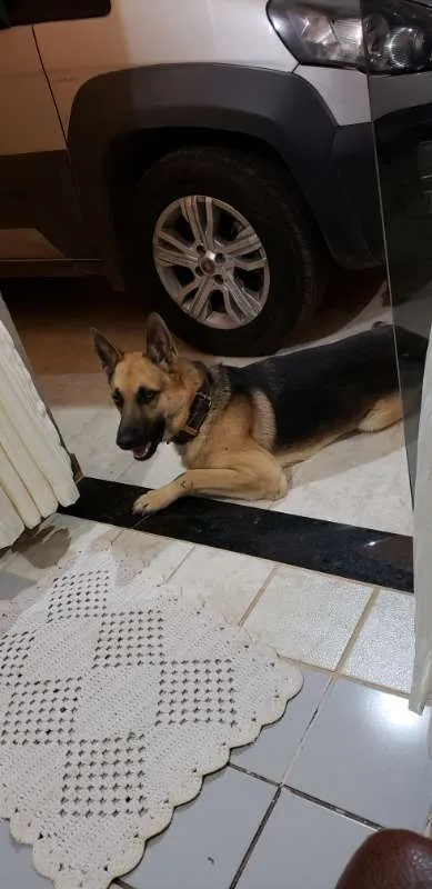 Cachorro ra a Pastor Alemão idade 2 anos nome SANSÃO