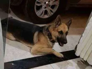 Cachorro ra a Pastor Alemão idade 2 anos nome SANSÃO