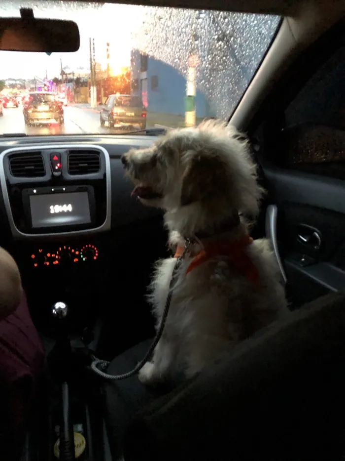 Cachorro ra a Sem Raça idade 3 anos nome Robson