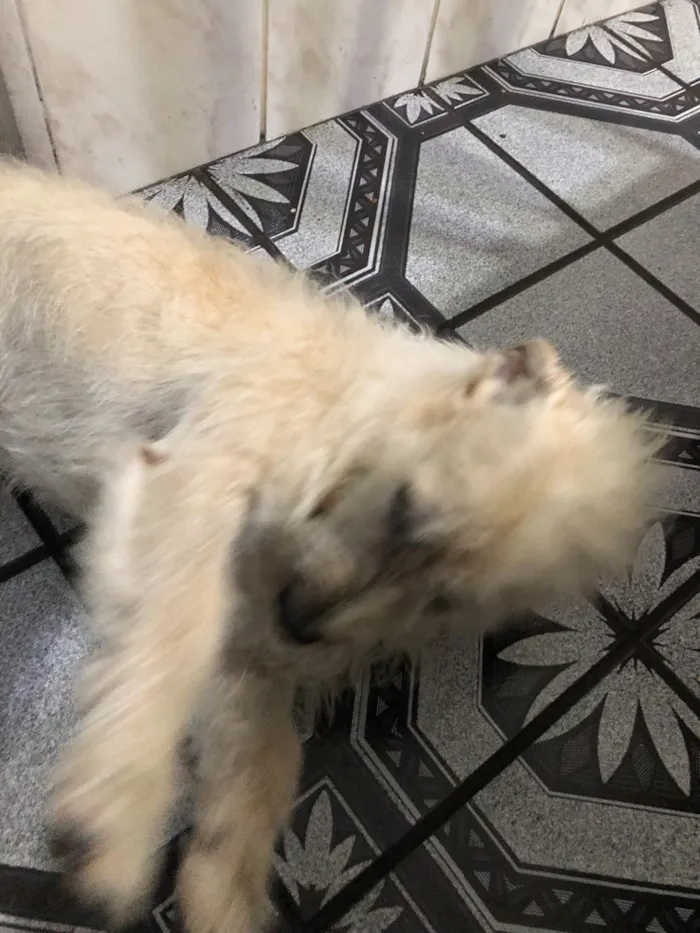 Cachorro ra a Sem Raça idade 3 anos nome Robson
