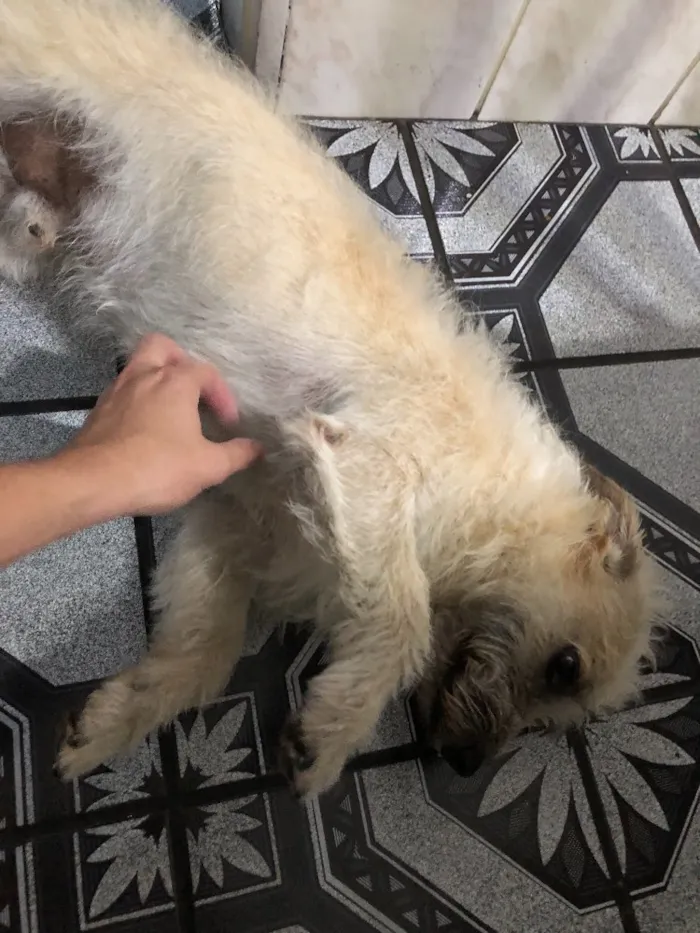 Cachorro ra a Sem Raça idade 3 anos nome Robson