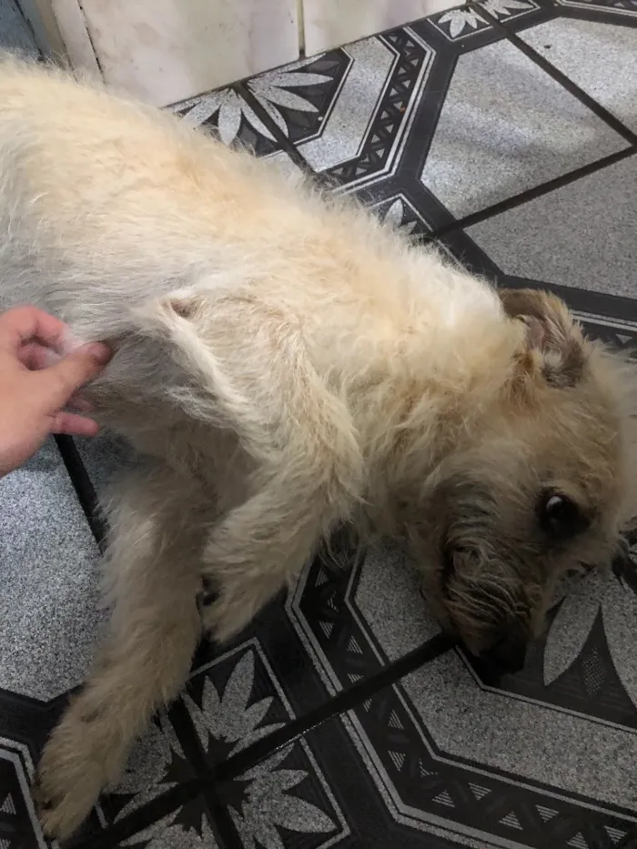 Cachorro ra a Sem Raça idade 3 anos nome Robson