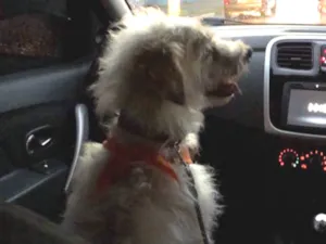 Cachorro raça Sem Raça idade 3 anos nome Robson