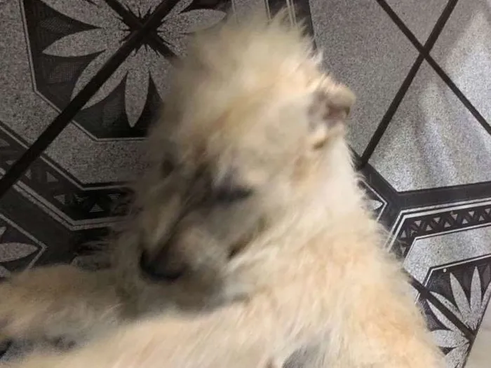 Cachorro ra a Sem Raça idade 3 anos nome Robson