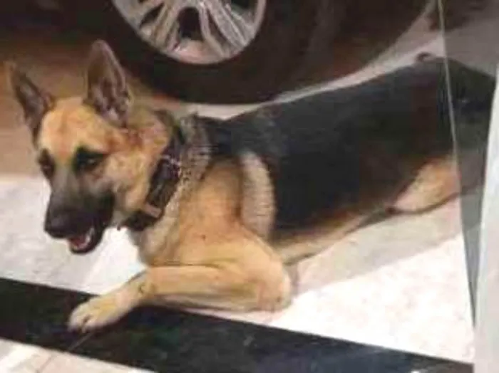 Cachorro ra a Pastor Alemão idade 2 anos nome SANSÃO